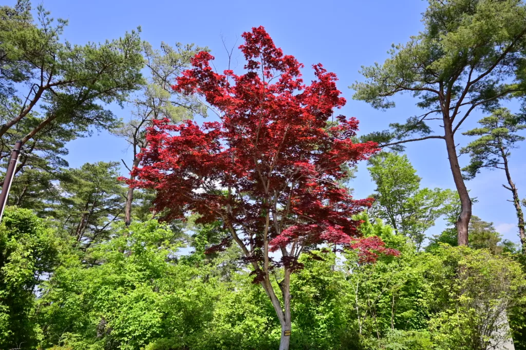 静岡県立森林公園内で撮影した一本だけ赤々とした木の写真