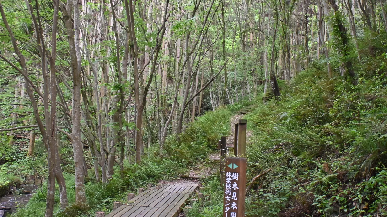 静岡県立森林公園内の散策路を撮影した写真