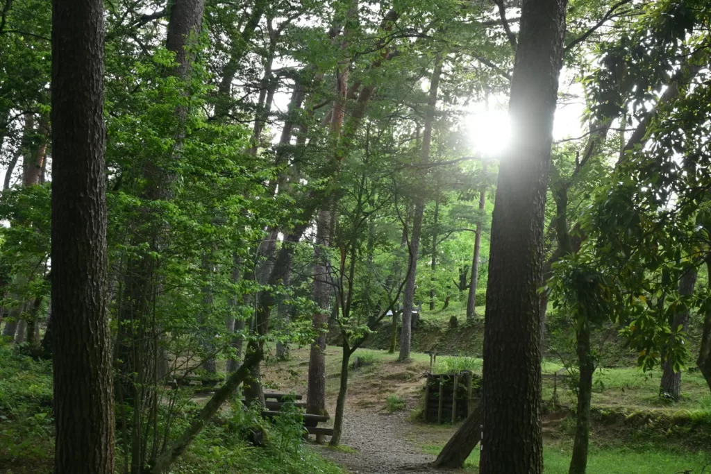 静岡県立森林公園内で撮影した柔らかな日差しの写真
