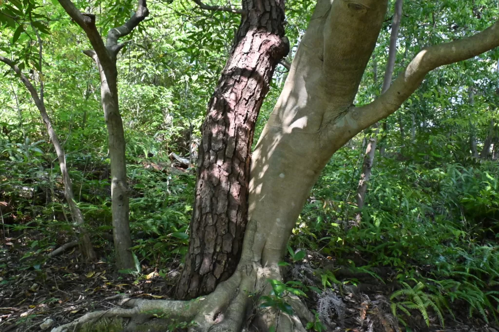 静岡県立森林公園内で撮影した一風変わった生え方の木の写真