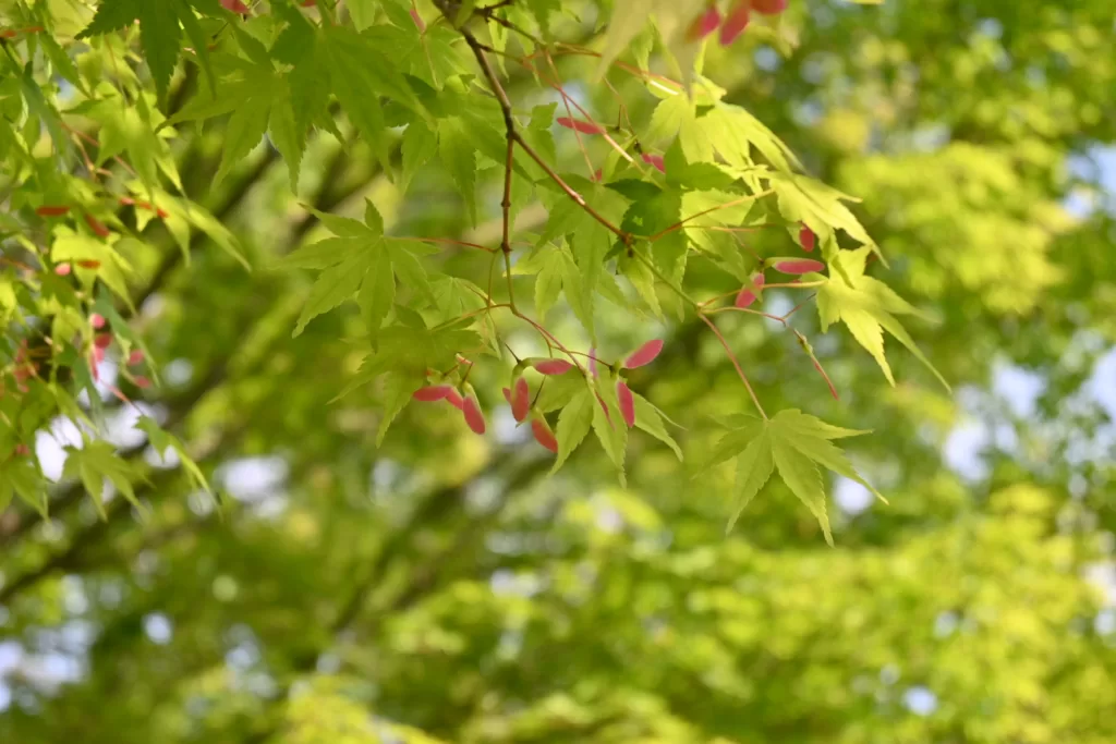 静岡県立森林公園内で撮影した先端が赤い葉のもみじの写真
