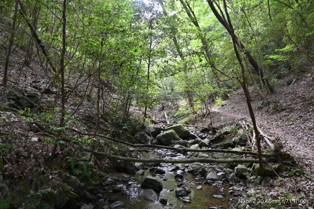 静岡県立森林公園内で撮影した小川の写真